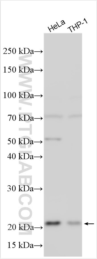 Western Blot (WB) analysis of various lysates using TTC9C Polyclonal antibody (31797-1-AP)
