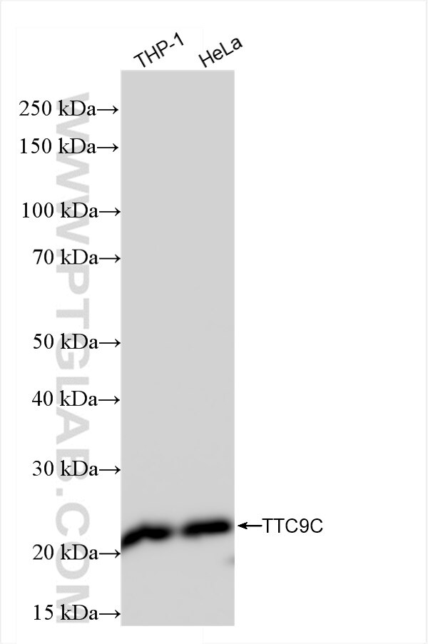 Western Blot (WB) analysis of various lysates using TTC9C Recombinant antibody (84611-2-RR)
