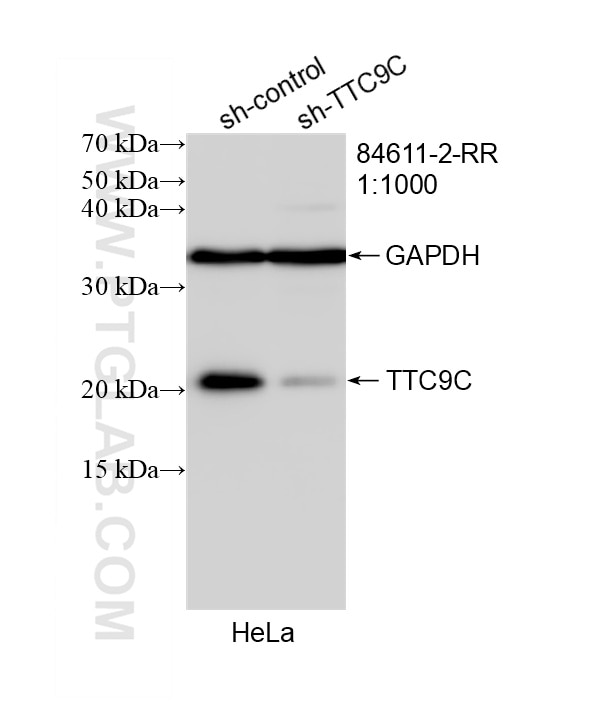 Western Blot (WB) analysis of HeLa cells using TTC9C Recombinant monoclonal antibody (84611-2-RR)