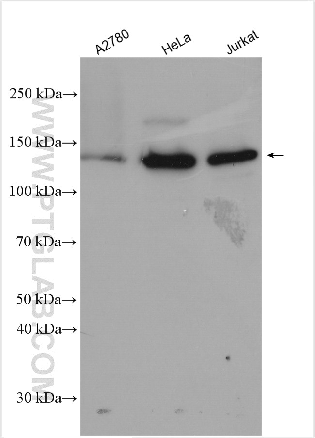 Western Blot (WB) analysis of various lysates using TTF2 Polyclonal antibody (13722-1-AP)