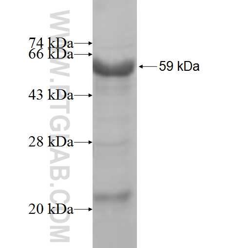 TTF2 fusion protein Ag4671 SDS-PAGE