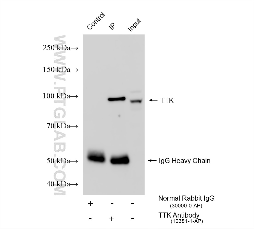 Immunoprecipitation (IP) experiment of DU 145 cells using TTK Polyclonal antibody (10381-1-AP)