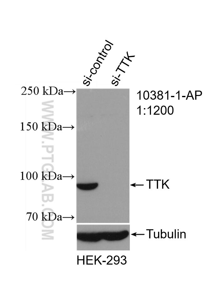 Western Blot (WB) analysis of HEK-293 cells using TTK Polyclonal antibody (10381-1-AP)