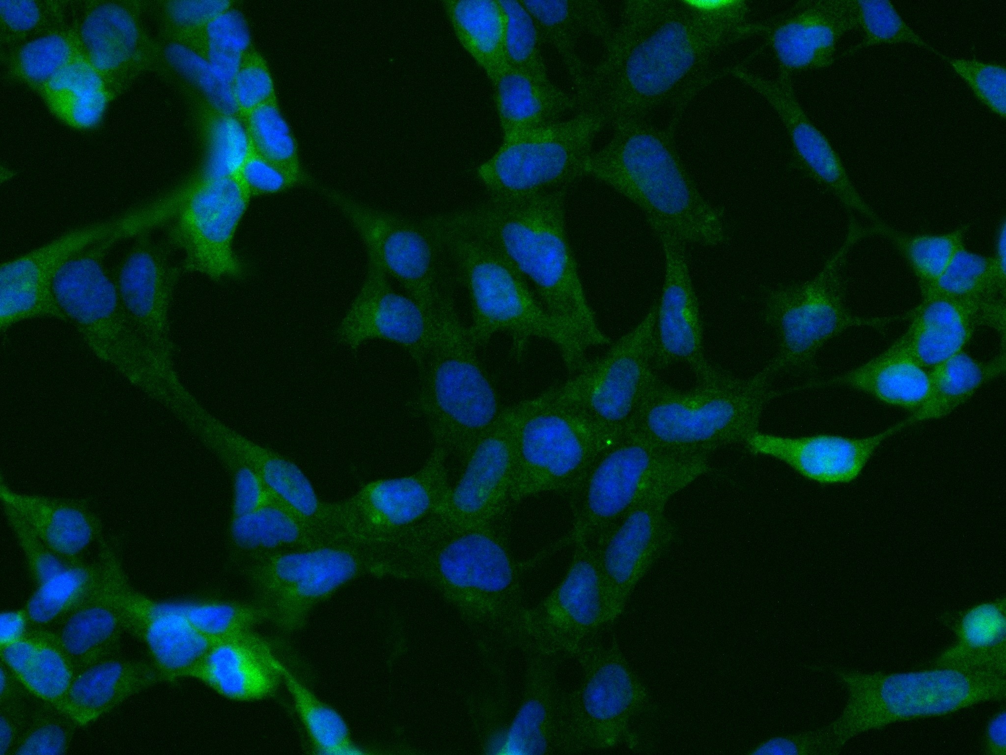 Immunofluorescence (IF) / fluorescent staining of HEK-293 cells using TTK Recombinant monoclonal antibody (84744-1-RR)