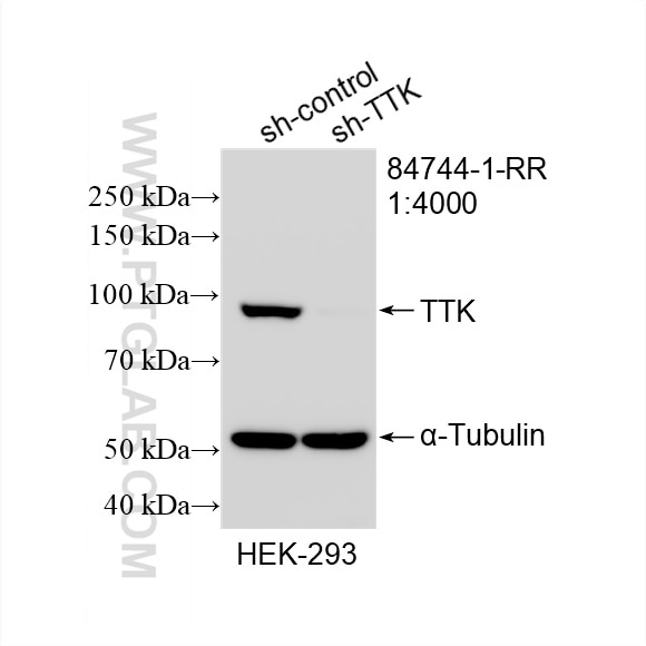 Western Blot (WB) analysis of HEK-293 cells using TTK Recombinant antibody (84744-1-RR)