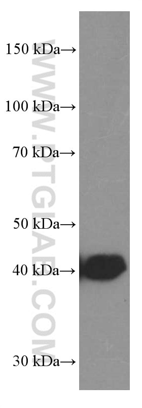 Western Blot (WB) analysis of rat brain tissue using TTL Monoclonal antibody (66076-1-Ig)