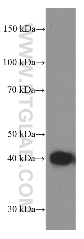 Western Blot (WB) analysis of mouse brain tissue using TTL Monoclonal antibody (66076-1-Ig)