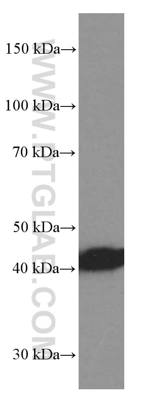 Western Blot (WB) analysis of pig brain tissue using TTL Monoclonal antibody (66076-1-Ig)