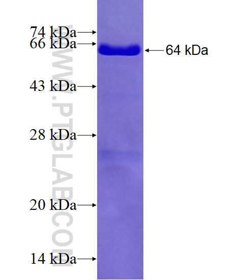 TTL fusion protein Ag4526 SDS-PAGE