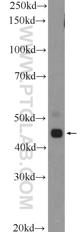 Western Blot (WB) analysis of mouse testis tissue using TTLL10 Polyclonal antibody (26014-1-AP)