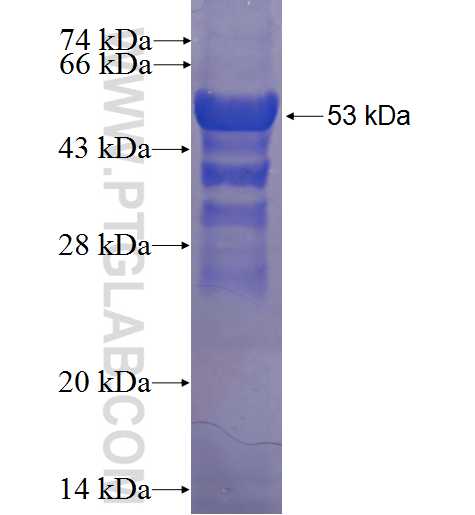 TTLL10 fusion protein Ag23258 SDS-PAGE