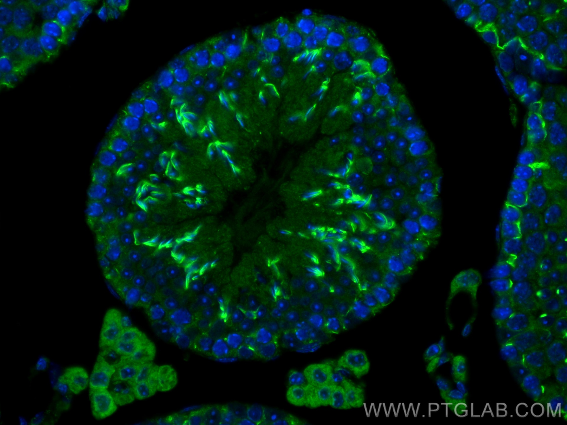 Immunofluorescence (IF) / fluorescent staining of mouse testis tissue using TTLL12 Polyclonal antibody (21447-1-AP)