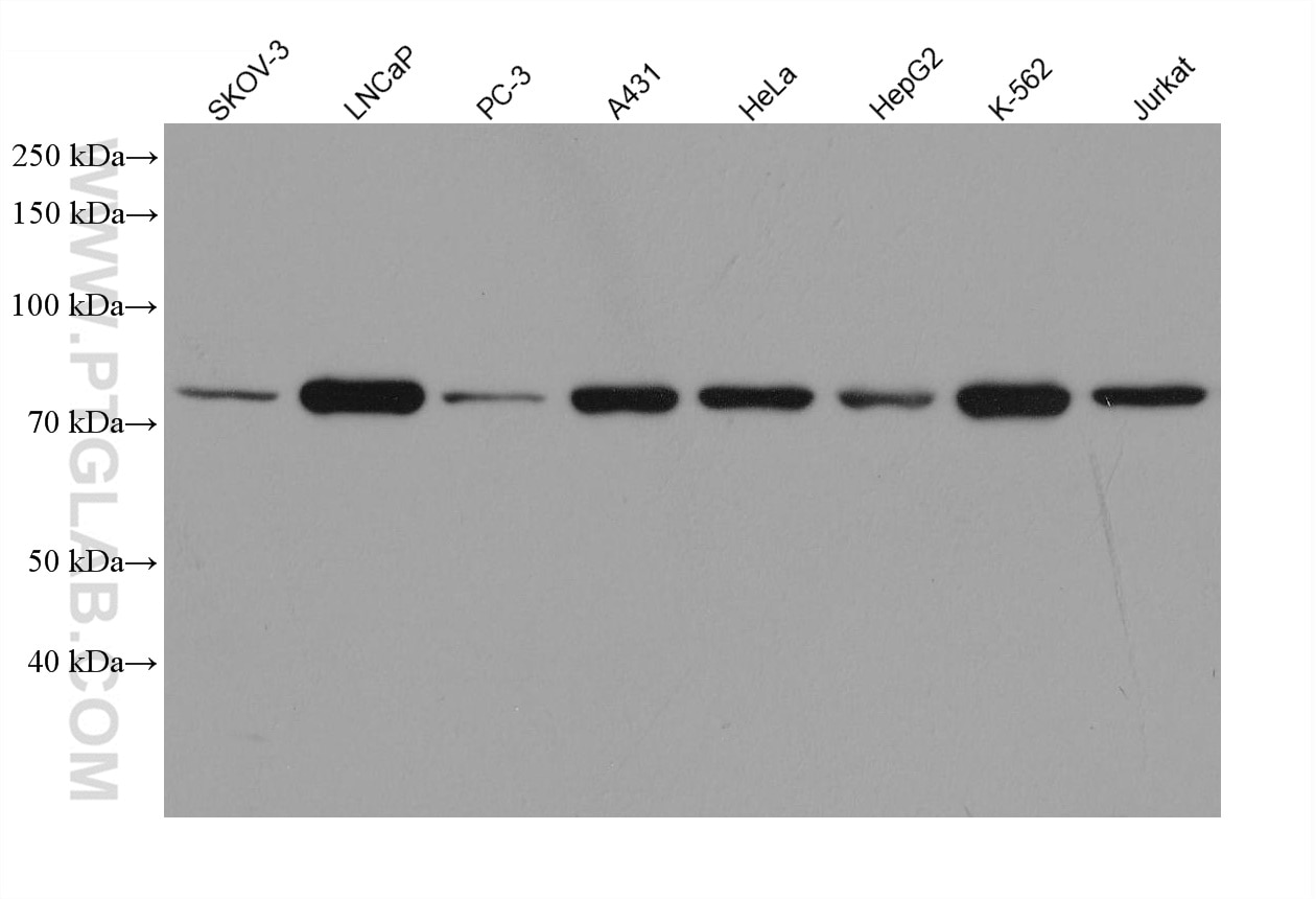 Western Blot (WB) analysis of various lysates using TTLL12 Monoclonal antibody (68044-1-Ig)