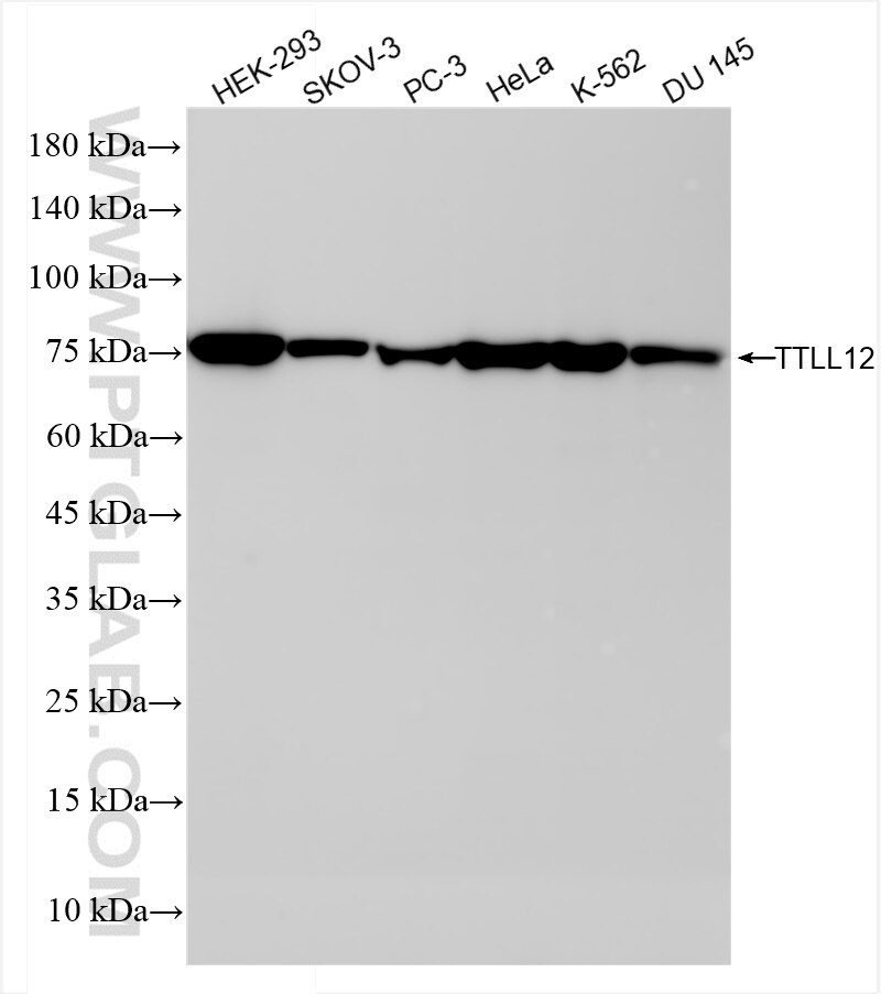Western Blot (WB) analysis of various lysates using TTLL12 Recombinant antibody (84493-6-RR)