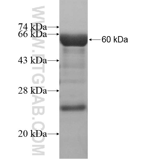 TTLL12 fusion protein Ag13804 SDS-PAGE