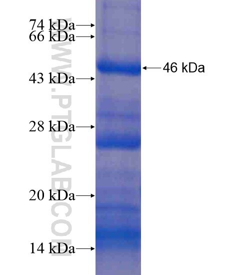 TTLL2 fusion protein Ag21143 SDS-PAGE