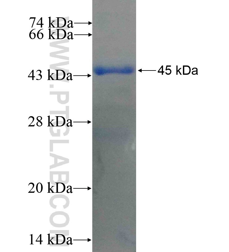 TTLL3 fusion protein Ag16171 SDS-PAGE