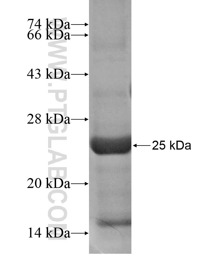 TTLL3 fusion protein Ag17021 SDS-PAGE