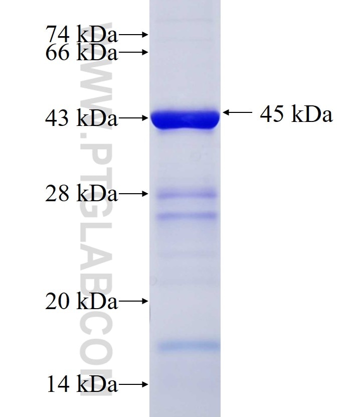 TTLL4 fusion protein Ag10615 SDS-PAGE