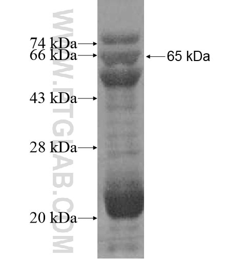 TTLL4 fusion protein Ag10881 SDS-PAGE