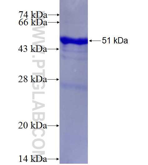 TTN fusion protein Ag27496 SDS-PAGE