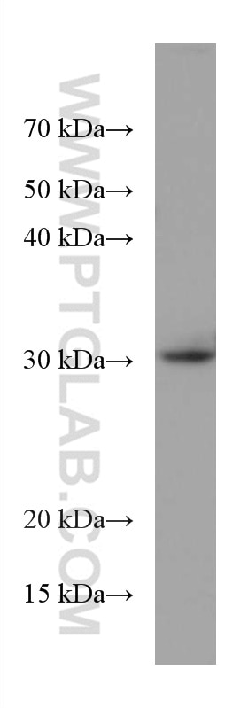 Western Blot (WB) analysis of pig liver tissue using TTPA Monoclonal antibody (67431-1-Ig)