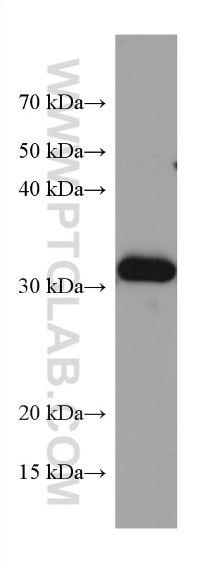 Western Blot (WB) analysis of rat liver tissue using TTPA Monoclonal antibody (67431-1-Ig)