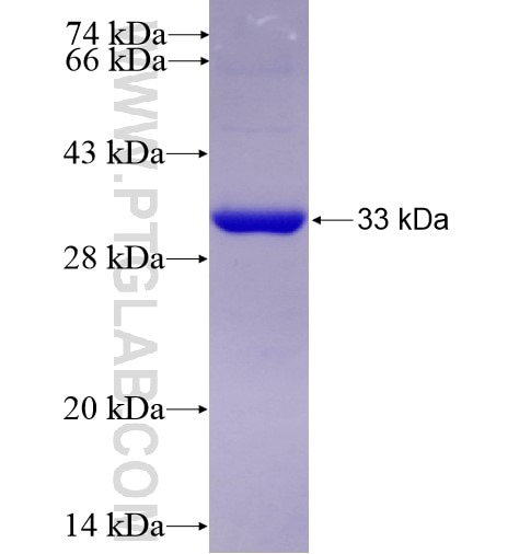 TTPA fusion protein Ag13587 SDS-PAGE