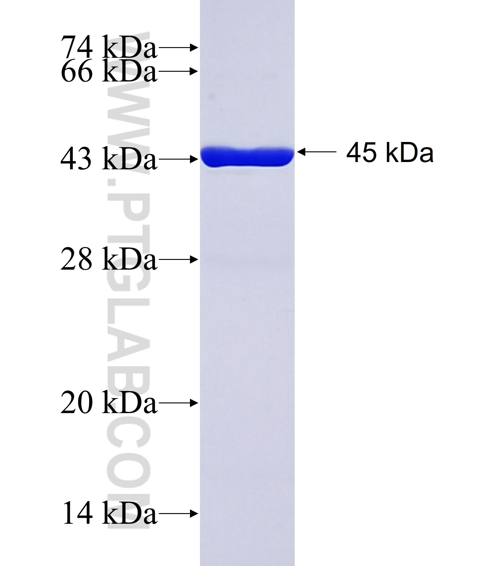 TTPAL fusion protein Ag42378 SDS-PAGE