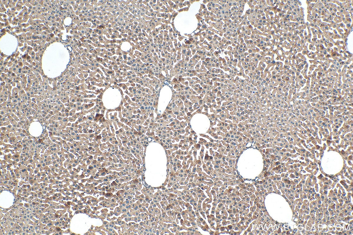 Immunohistochemistry (IHC) staining of mouse liver tissue using Prealbumin/transthyretin Polyclonal antibody (11891-1-AP)