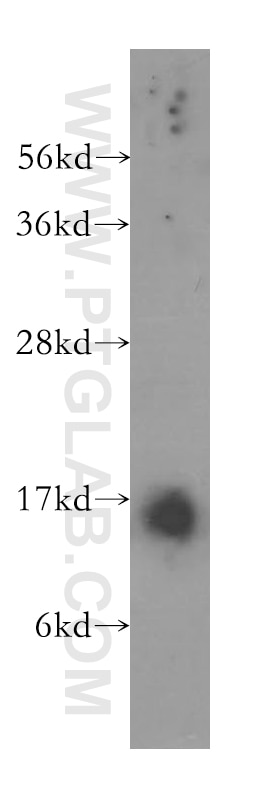 Western Blot (WB) analysis of HEK-293 cells using Prealbumin/transthyretin Polyclonal antibody (11891-1-AP)