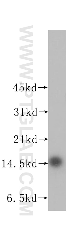 Western Blot (WB) analysis of human liver tissue using Prealbumin/transthyretin Polyclonal antibody (11891-1-AP)