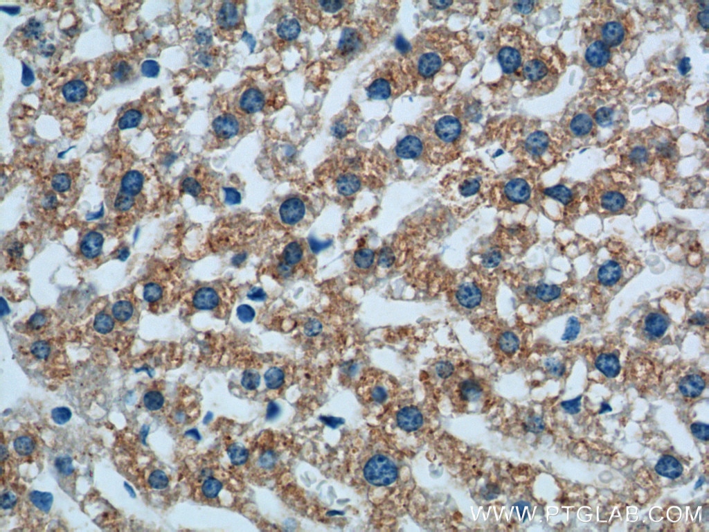 Immunohistochemistry (IHC) staining of mouse liver tissue using Prealbumin/transthyretin Monoclonal antibody (66108-1-Ig)