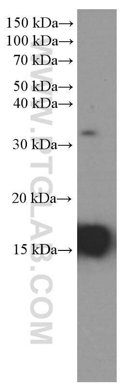 Western Blot (WB) analysis of human heart tissue using Prealbumin/transthyretin Monoclonal antibody (66108-1-Ig)