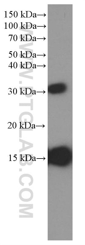 Western Blot (WB) analysis of fetal human brain tissue using Prealbumin/transthyretin Monoclonal antibody (66108-1-Ig)