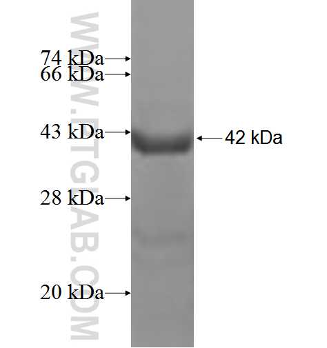 TTR fusion protein Ag2499 SDS-PAGE