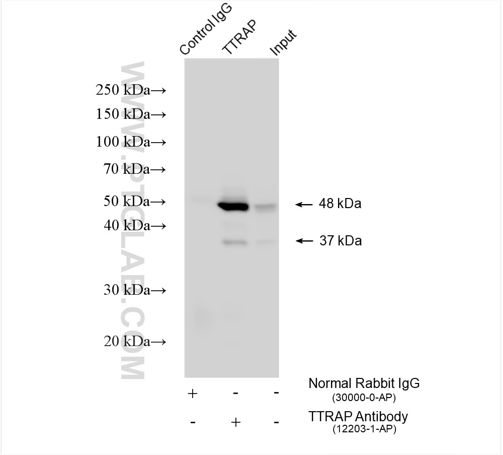 Immunoprecipitation (IP) experiment of HepG2 cells using TTRAP Polyclonal antibody (12203-1-AP)