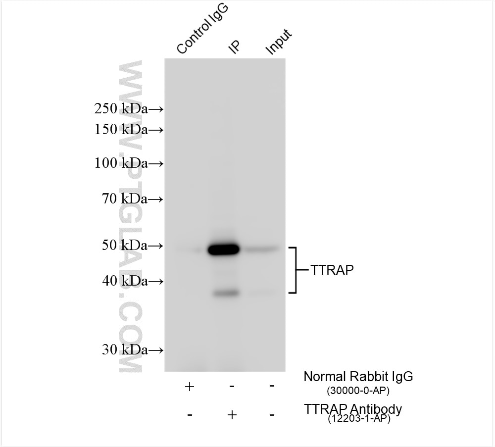 Immunoprecipitation (IP) experiment of HepG2 cells using TTRAP Polyclonal antibody (12203-1-AP)