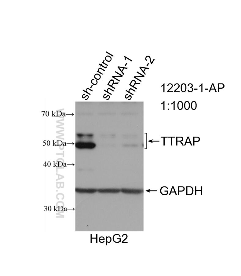 Western Blot (WB) analysis of HepG2 cells using TTRAP Polyclonal antibody (12203-1-AP)