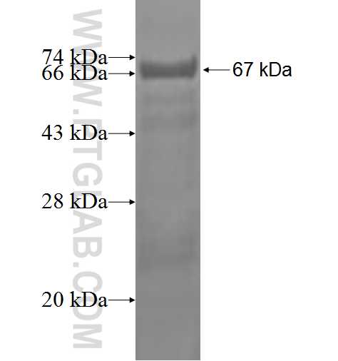 TTRAP fusion protein Ag2846 SDS-PAGE