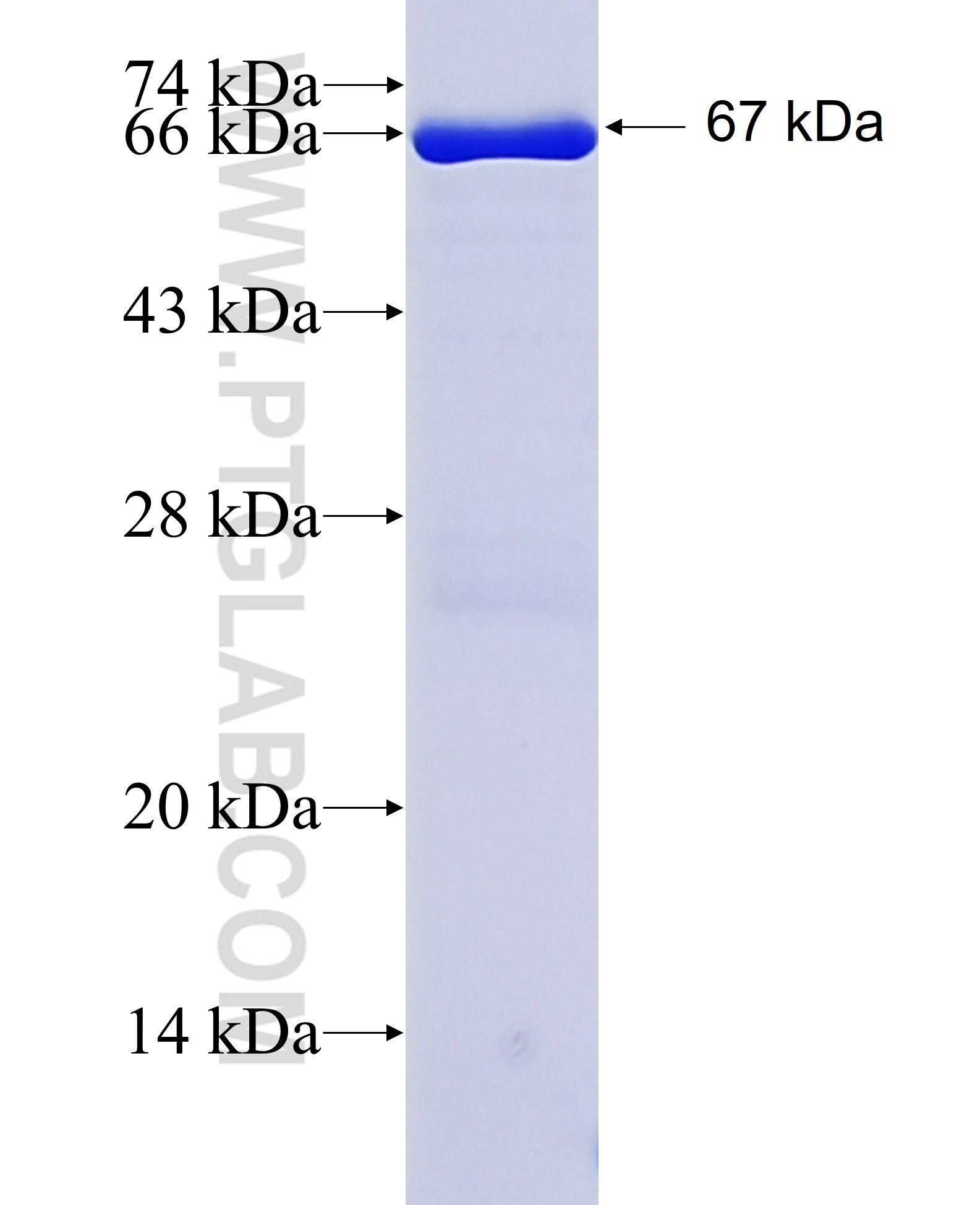 TTRAP fusion protein Ag2846 SDS-PAGE