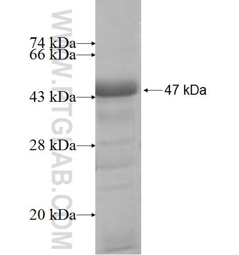 TTRAP fusion protein Ag8283 SDS-PAGE TTRAP fusion protein Ag8283 SDS-PAGE