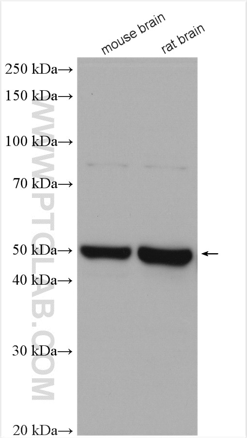 Western Blot (WB) analysis of various lysates using TTYH1 Polyclonal antibody (26973-1-AP)