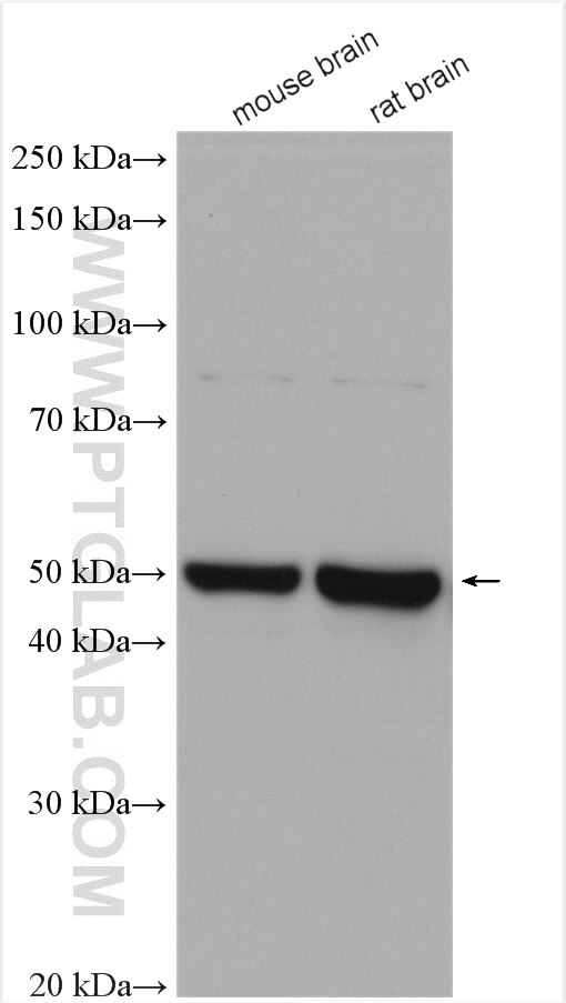 Western Blot (WB) analysis of various lysates using TTYH1 Polyclonal antibody (26973-1-AP)