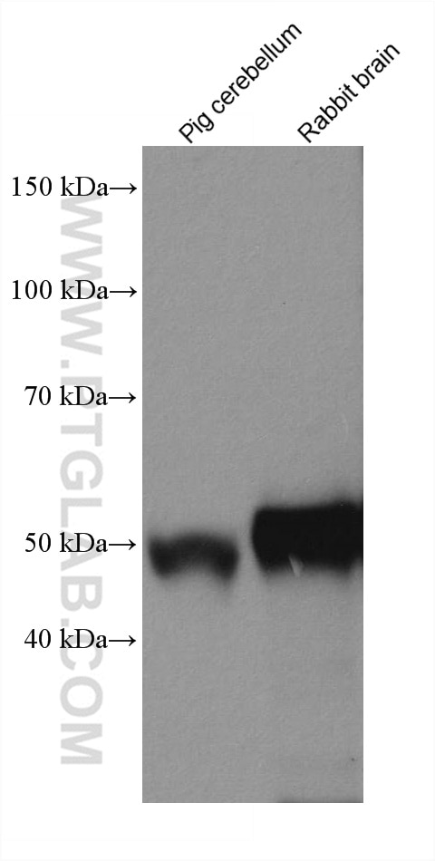 Western Blot (WB) analysis of various lysates using TTYH1 Recombinant antibody (80263-1-RR)