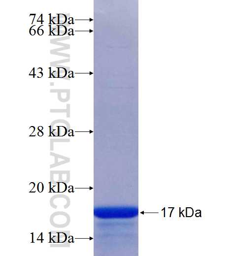 TTYH1 fusion protein Ag26076 SDS-PAGE