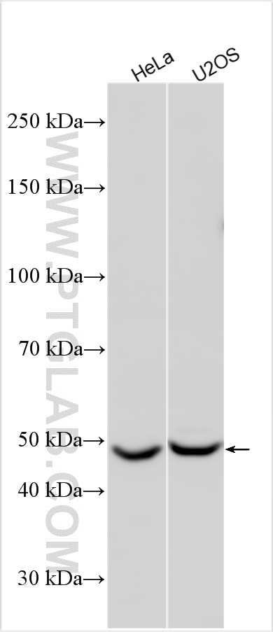 Western Blot (WB) analysis of various lysates using TTYH3 Polyclonal antibody (24707-1-AP)