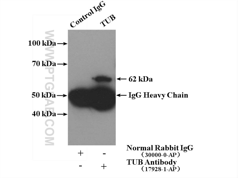 Immunoprecipitation (IP) experiment of mouse brain tissue using TUB Polyclonal antibody (17928-1-AP)