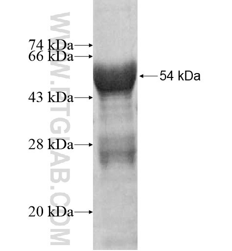 TUB fusion protein Ag12354 SDS-PAGE