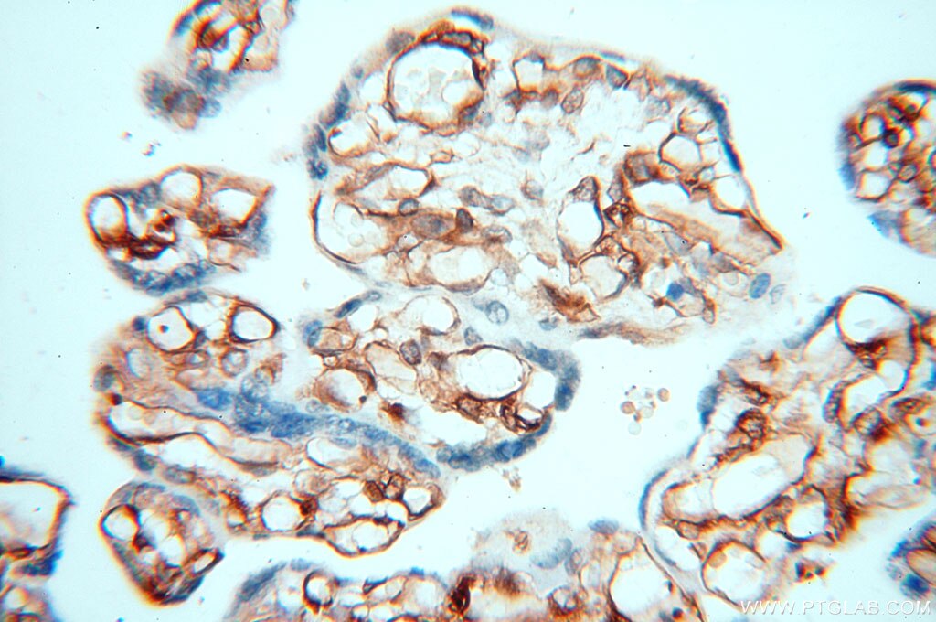 Immunohistochemistry (IHC) staining of human placenta tissue using Alpha Tubulin Polyclonal antibody (10759-1-AP)